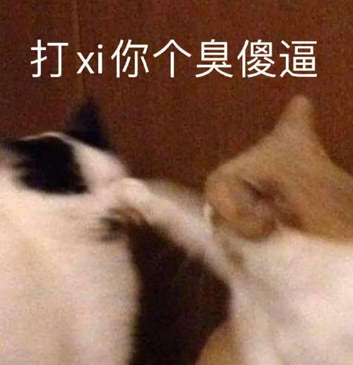 可爱动物表情包
