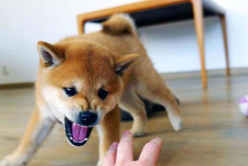 犬种百科憨厚表情包的无冕之王柴犬