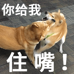 柴犬齐天认命篇表情包