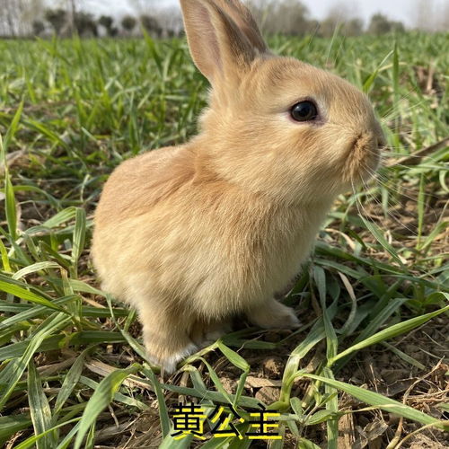 兔子活体大型肉兔比利时肉兔新西兰小白兔黑花公主兔成幼兔苗包邮