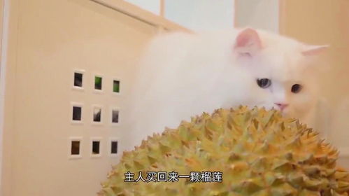 主人喂猫咪吃榴莲,喵星人的表情让人笑出了猪叫声