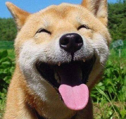 哪里有好玩的表情包柴犬