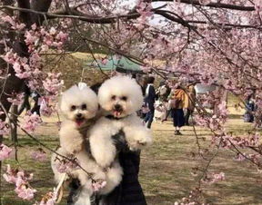 两只泰迪分别跟男女主人拍照,同样是主人,差距咋就这么大呢