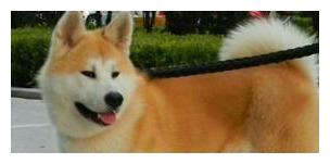 日本的秋田犬可以打得过土佐犬吗到底其战斗力如何