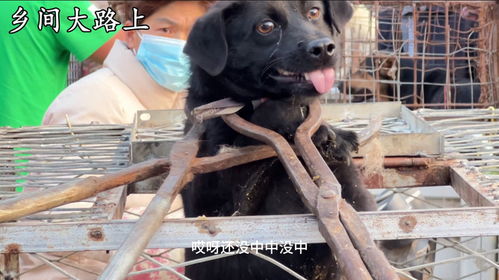 咬人土狗被双铁夹子钳脖子,无情扔进狗肉笼,这表情对人彻底绝望