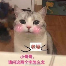 追小哥哥的表情包24张