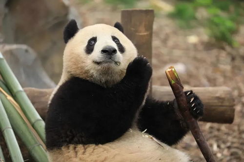 定了就在明天