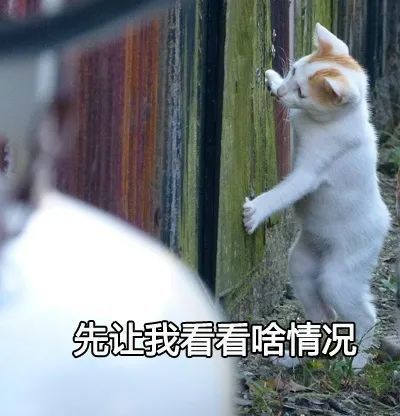 表情包大佬来了