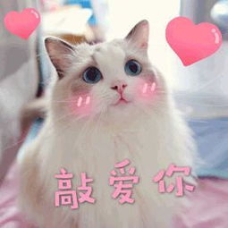 一条小狗上了全球热搜,小李子发文悼念离世前它被恶魔切去了四肢