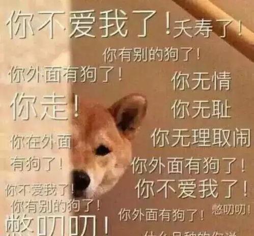 铲屎官的n种莫名死法,养狗的人一定要看