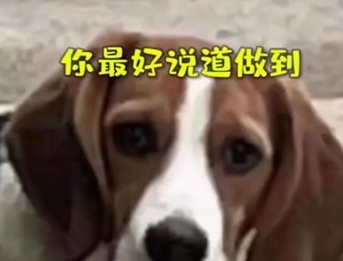 赔碗10万网友帮这只狗狗维权