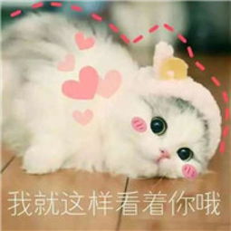 软萌猫咪表情包,聊天撸猫必备