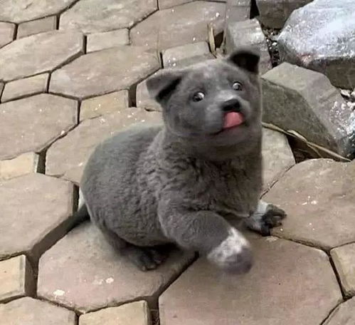猫和狗能不能结合产生后代看到这只萌物后,我懵了