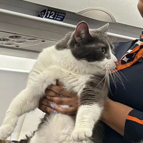 旅途里如果有了猫猫所有事情都会变得有趣起来