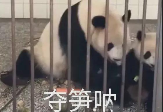 夺笋表情包老赵