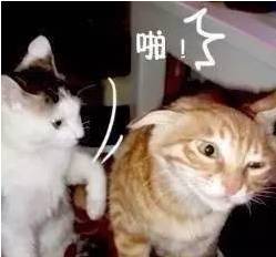 接住,大波猫咪表情包袭来...
