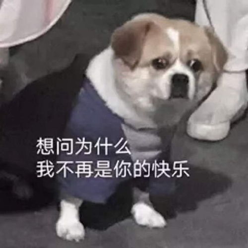 现在无聊到在存表情包