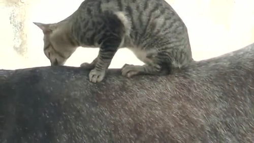 猫咪总是喜欢骑毛驴,毛驴也无所谓了