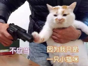 就让我沉迷吸猫吧为猫消得人憔悴