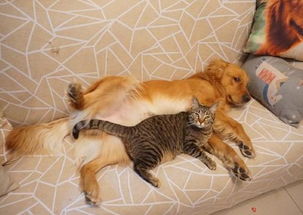 狗狗正在睡觉,猫咪看到后非要一起睡,然后狗狗就只能这样睡了