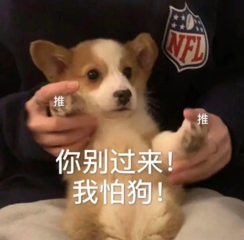 抖音热门表情包丨你别过来我怕狗