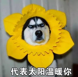 养哈千日,用哈一时终于到了二哈一展风采的时候了