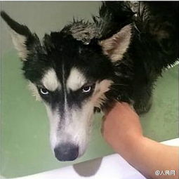 新浪微博哈士奇表情包