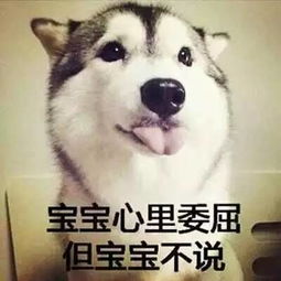 养哈千日,用在一时网友原来二哈智商零度以下才能解锁