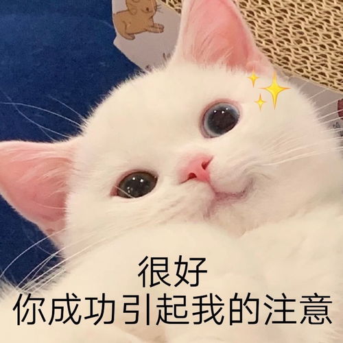 萌宠表情包很好,你成功引起了我的注意