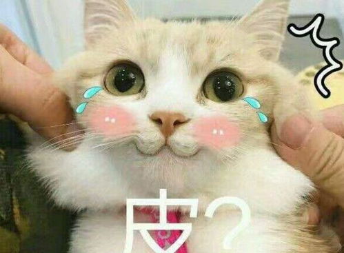 想回家的图片表情包猫咪
