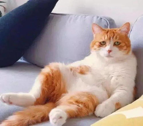 主人不给大橘猫吃鱼干,大橘猫立马秀演技,简直喵星奥斯卡