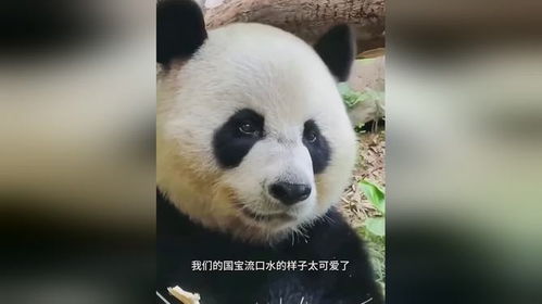 大熊猫看奶爸砍竹笋流口水,一次次吐舌头的样子迷死人