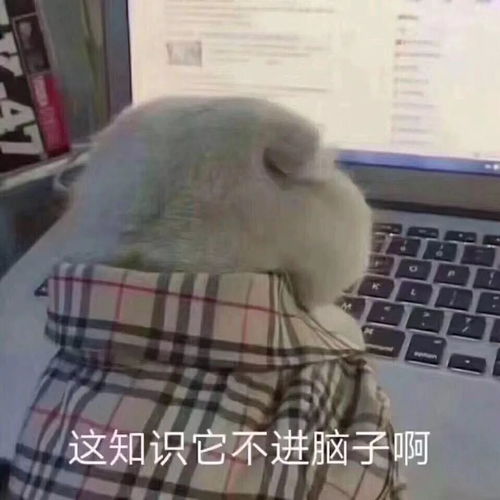 2019搞笑表情包年终总结