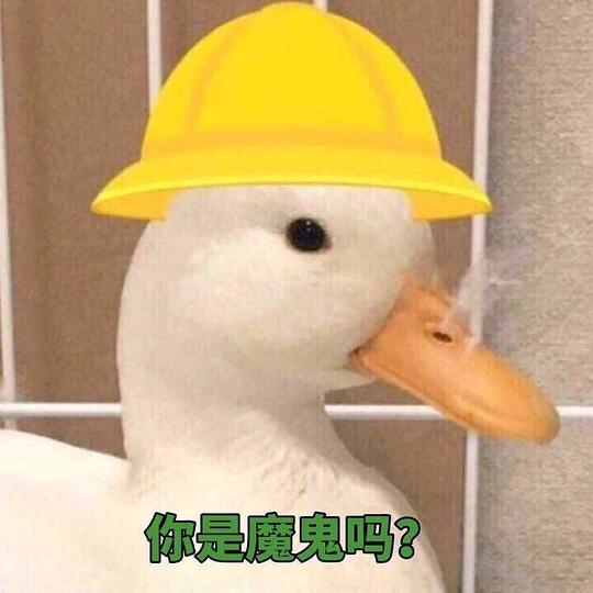 大路的相册动物表情包