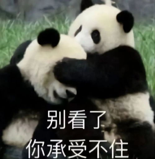 一组熊猫表情包