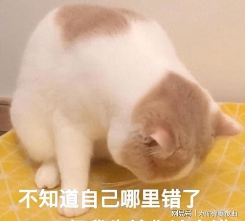 猫咪这几个行为,其实在向你道歉,很多人还不知道