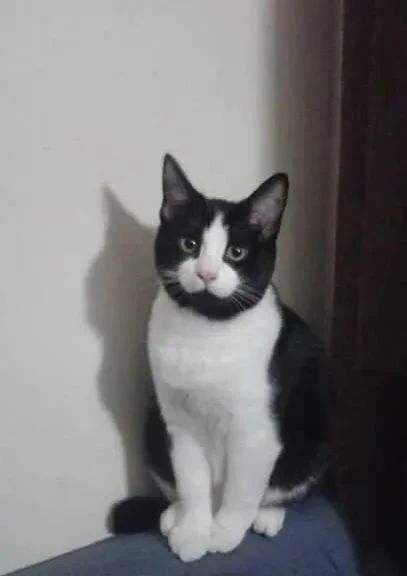 奶牛猫就要有奶牛猫的样子