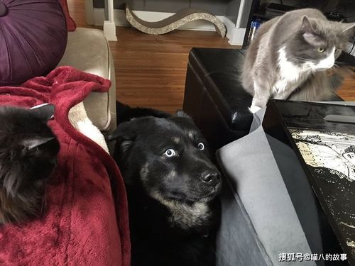 宠物23张照片证明猫狗之间关系最困难,猫不是我们认为那样纯真