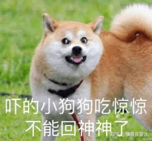 小趴菜认证表情包旦旦