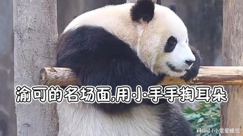 视频集国宝大熊猫渝可经典名场面,人里人气用小手手掏耳朵