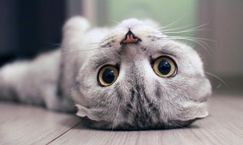不怕捣蛋的猫咪就怕不会养猫的猫奴