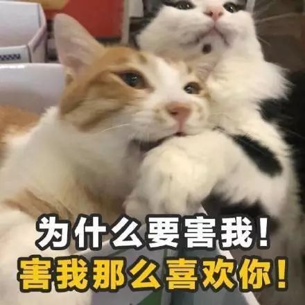 每日土味情话表情包