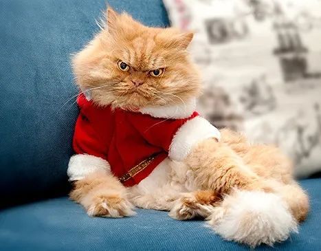 猫咪行为异常一定要注意,很可能在向你求救