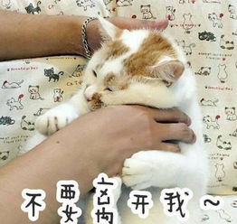 微博网红猫楼楼突发心脏病去世,猫咪们也会患上肥胖症