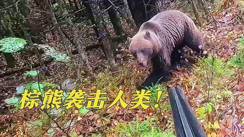 俄罗斯超牛猎人进山猎棕熊,正面遭遇1000多斤大棕熊,差点被拍死