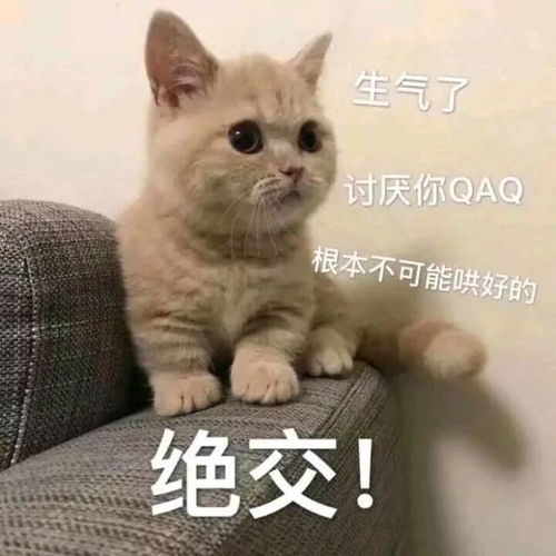 壁纸头像超可爱搞笑猫咪表情包