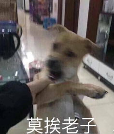 你见到过哪些笑到不行表情包