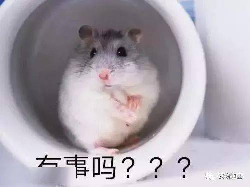 萌宠排行榜除猫狗外最受欢迎的十种宠物排名
