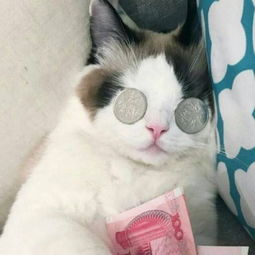 超级呆萌可爱的动物头像大全我想当你身边的宠物猫