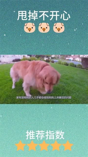 狗狗非要和女主人睡,男主人不乐意了,金毛立马换了个表情